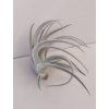 Tillandsia recurvifolia v. subsecundifolia