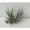 Tillandsia loliacea (malý trs)