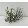 Tillandsia loliacea