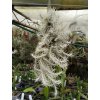 Tillandsia stellifera (trs XXL)