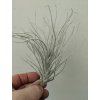 Tillandsia tectorum var. caulescens