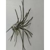 Tillandsia paraensis