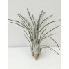 Tillandsia paraensis