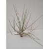 Tillandsia chapalillaensis