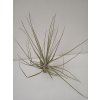 Tillandsia chapalillaensis