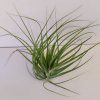 Tillandsia globosa