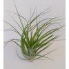 Tillandsia globosa