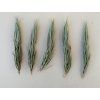 Tillandsia kirschnekii