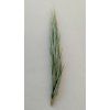 Tillandsia kirschnekii