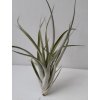 Tillandsia elizabethae