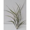Tillandsia elizabethae