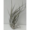 Tillandsia elizabethae (velká)