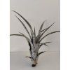 Tillandsia hildae (XL)