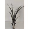 Tillandsia hildae (XL)