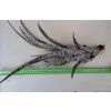Tillandsia hildae (XL)