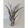 Tillandsia hildae (XL)