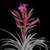 Tillandsia sucrei