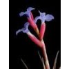 Tillandsia jonesii