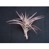 Tillandsia jonesii