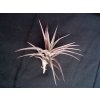 Tillandsia jonesii