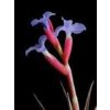 Tillandsia jonesii