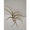 Tillandsia pseudomicans