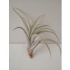 Tillandsia pseudomicans