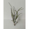 Tillandsia zecheri