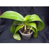 Orchidej pro začátečníky - Phalaenopsis