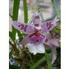 Orchidej pro začátečníky - Cambria/Oncidium a příbuzné rody