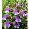 Orchidej Zygopetalum