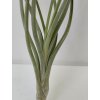 Tillandsia pauciflora