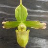 Paph javanicum