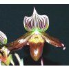 paph barbatum nigritum