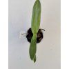 Paphiopedilum adductum