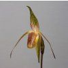paph adductum
