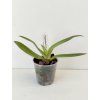 Paphiopedilum adductum