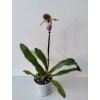 Paphiopedilum liemianum (kvetoucí)