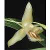 coelogypallens