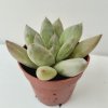 Echeveria tolimanensis