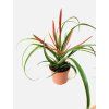 Tillandsia flabellata (kvetoucí)