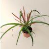 Tillandsia flabellata (kvetoucí)