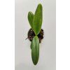 Paphiopedilum tranlienianum