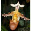 Paphiopedilum tranlienianum