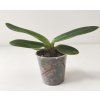 Paphiopedilum tranlienianum