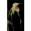 paph platyphyllum