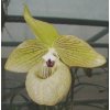 paph jackii