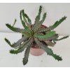 Euphorbia stellata