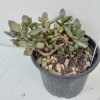 Adromischus juttae (velký)