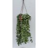 Hoya lacunosa 'Eskimo' (VT, závěs 14cm)